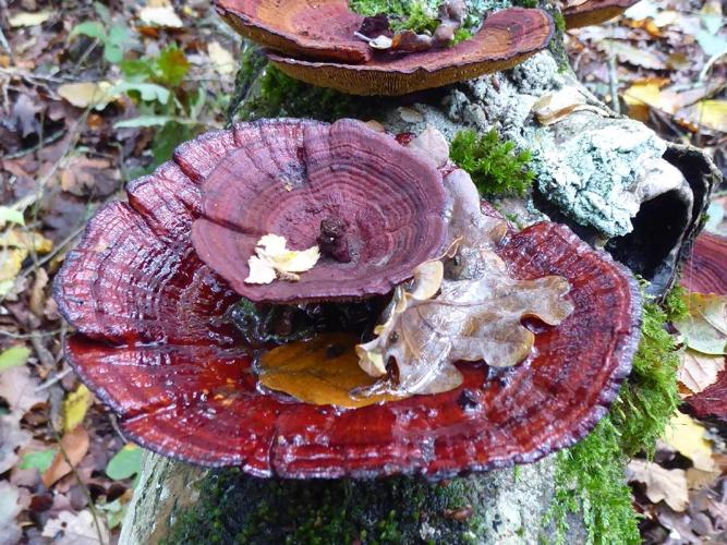 Lenzite tricolore (Daedaleopsis tricolor) © Abbaye de la Trappe