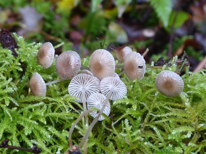 Mycena vulgaris © Abbaye de la Trappe