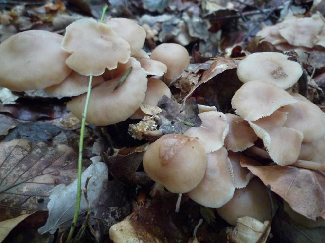 Collybia confluens © Abbaye de la Trappe