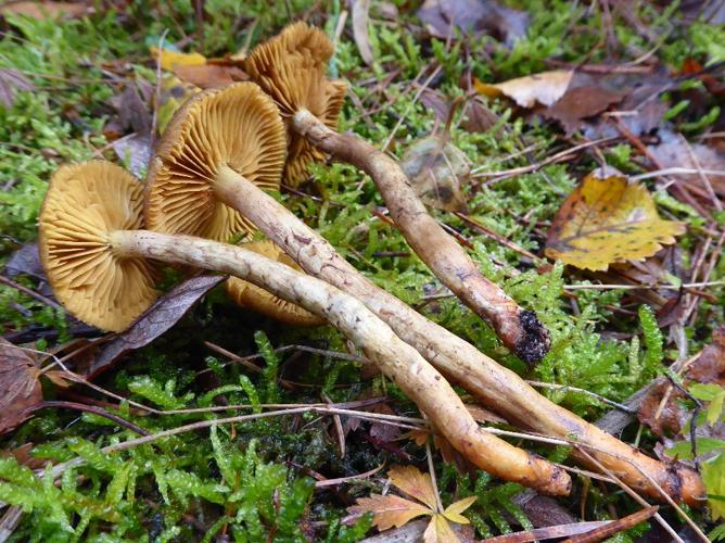 Cortinarius bataillei © Abbaye de la Trappe