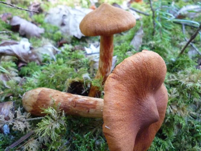 Cortinaire roux (Cortinarius rubellus) © Abbaye de la Trappe