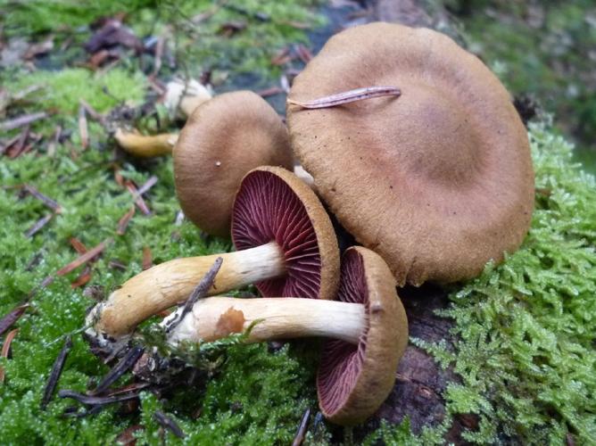 Cortinaire à demi sanguin (Cortinarius semisanguineus) © Abbaye de la Trappe