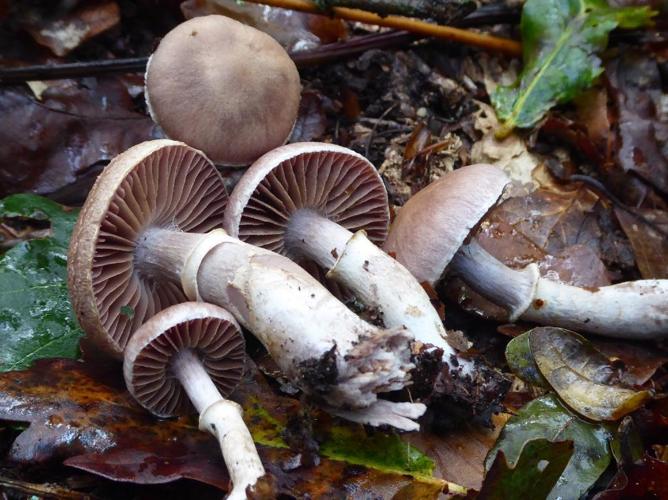 Cortinaire farouche (Cortinarius torvus) © Abbaye de la Trappe