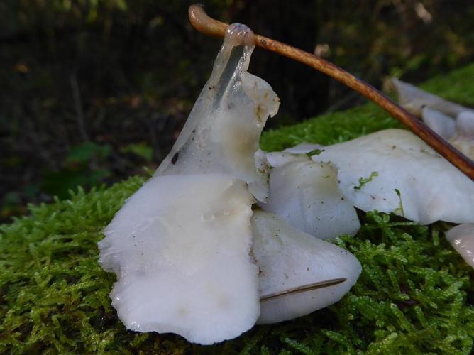 Crépidote mou (Crepidotus mollis) © Abbaye de la Trappe