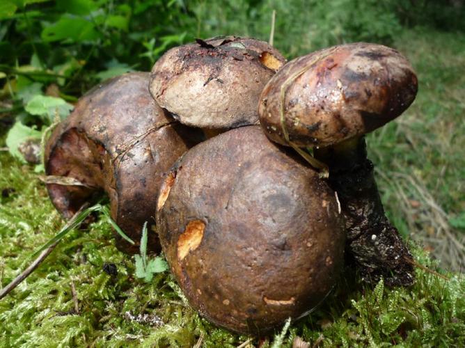 Bolet pulvérulent (Cyanoboletus pulverulentus) © Abbaye de la Trappe