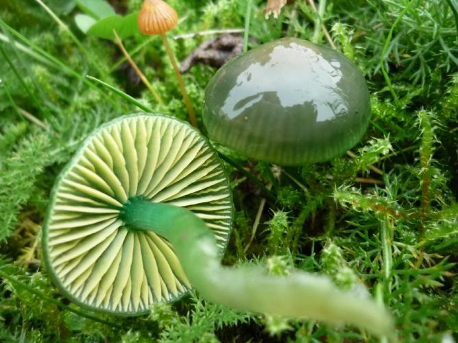 Hygrophore perroquet (Gliophorus psittacinus) © Abbaye de la Trappe