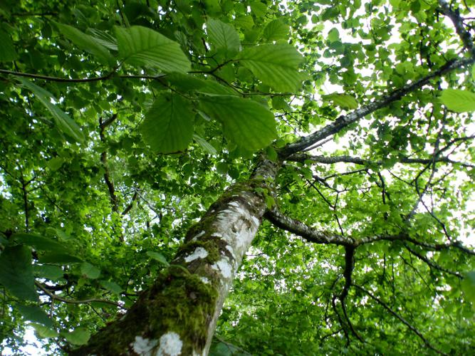 Noisetier (Corylus avellana) © Morvan Debroize