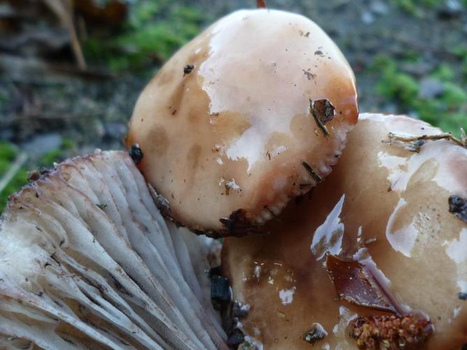 Gomphidius maculatus © Abbaye de la Trappe