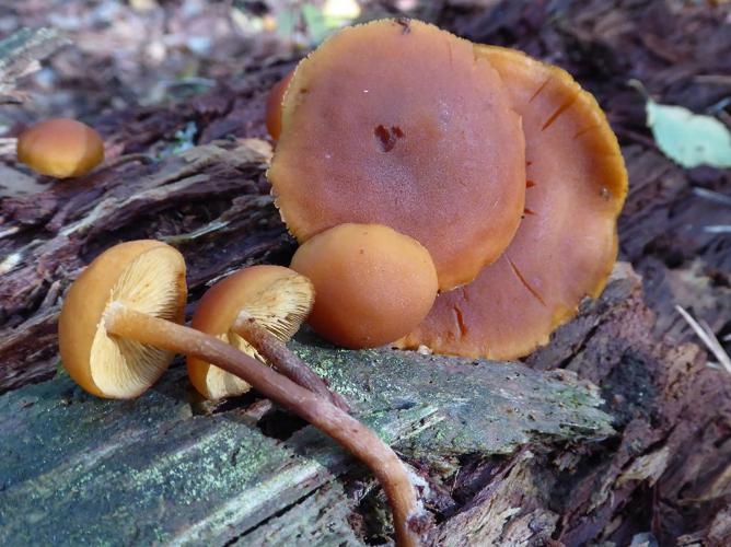 Gymnopilus liquiritiae © Abbaye de la Trappe