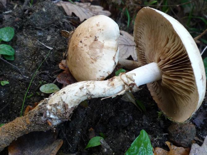 Hébélome radicant (Hebeloma radicosum) © Abbaye de la Trappe