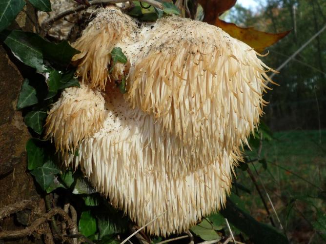 Hydne hérisson (Hericium erinaceus) © Abbaye de la Trappe