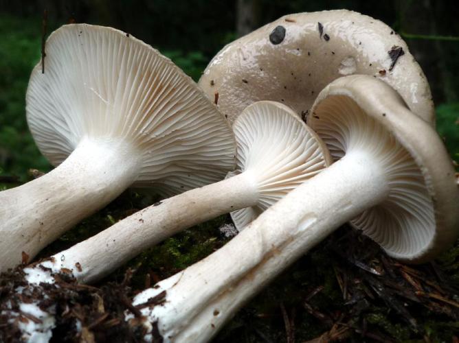 Hygrophorus agathosmus © Abbaye de la Trappe