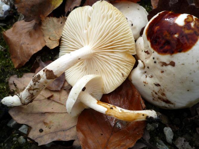 Hygrophorus discoxanthus © Abbaye de la Trappe