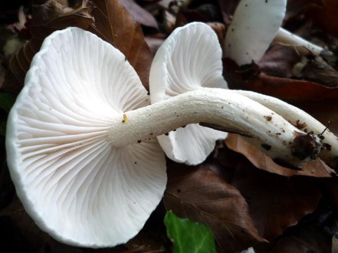 Hygrophore blanc d'ivoire (Hygrophorus eburneus) © Abbaye de la Trappe