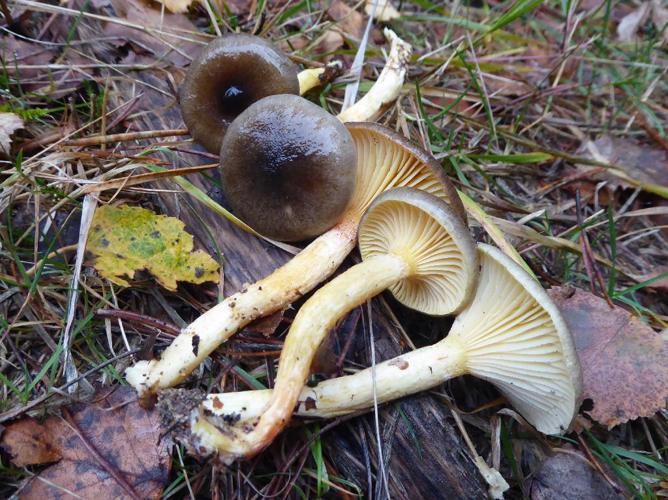 Hygrophore à lames jaune soufre (Hygrophorus hypothejus) © Abbaye de la Trappe