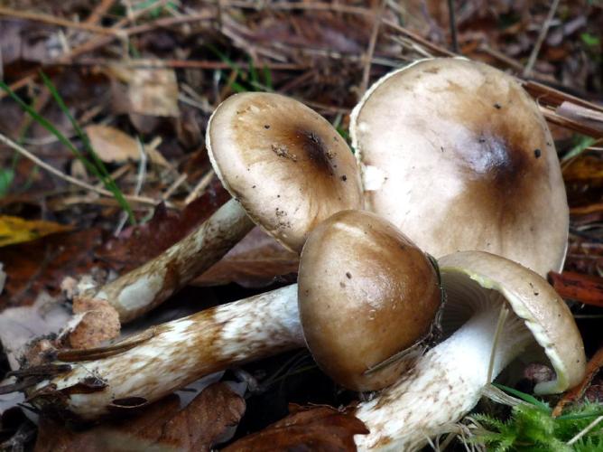 Hygrophore bicolore (Hygrophorus persoonii) © Abbaye de la Trappe