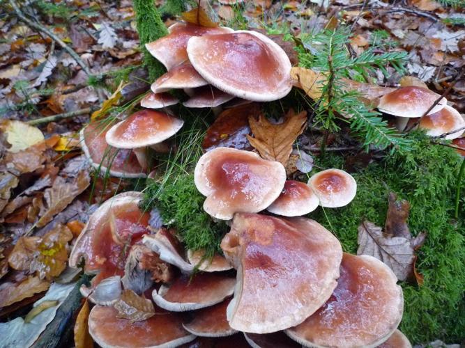 Hypholome à couleur de briques (Hypholoma lateritium) © Abbaye de la Trappe