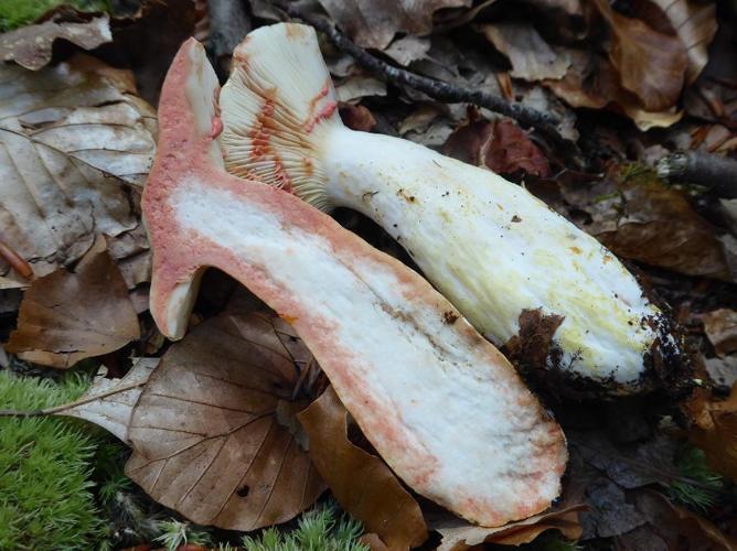 Lactaire âcre (Lactarius acris) © Abbaye de la Trappe