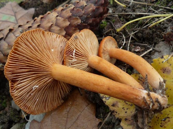 Lactaire orangé (Lactarius aurantiacus) © Abbaye de la Trappe