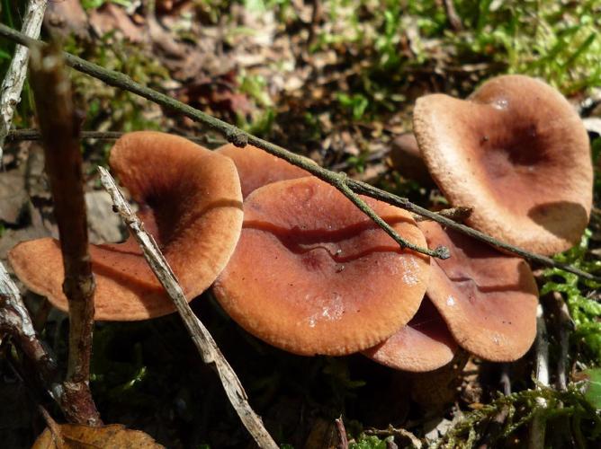 Lactaire à odeur de chicorée (Lactarius camphoratus) © Abbaye de la Trappe