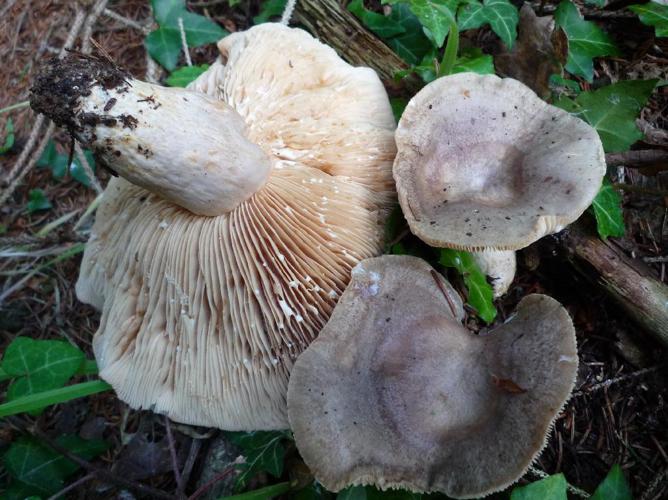 Lactaire cerclé (Lactarius circellatus) © Abbaye de la Trappe