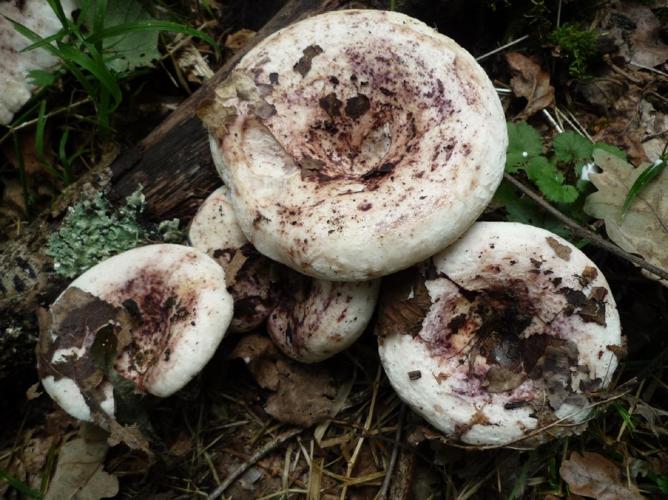 Lactaire des peupliers (Lactarius controversus) © Abbaye de la Trappe