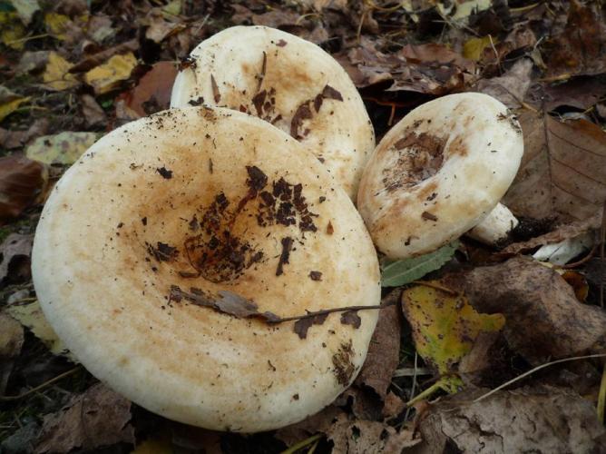 Lactaire à odeur de pomme (Lactarius evosmus) © Abbaye de la Trappe