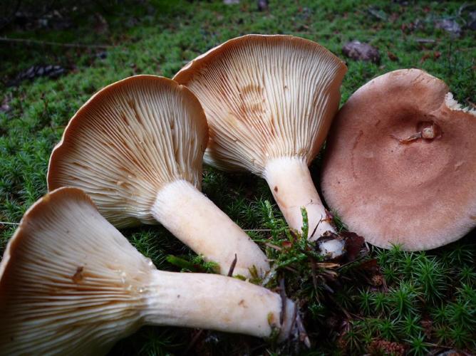 Lactaire à odeur de céleri (Lactarius helvus) © Abbaye de la Trappe