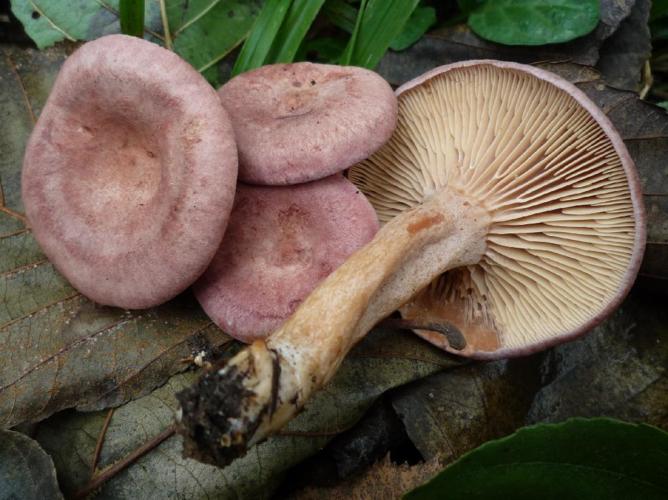 Lactaire lilacin (Lactarius lilacinus) © Abbaye de la Trappe