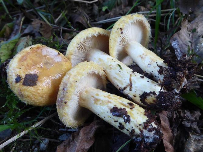 Lactaire remarquable (Lactarius repraesentaneus) © Abbaye de la Trappe