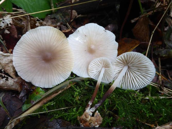 Marasmius wynneae © Abbaye de la Trappe