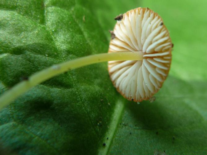 Mycena acicula © Abbaye de la Trappe