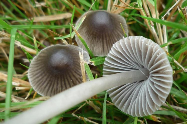 Mycena aetites © Abbaye de la Trappe