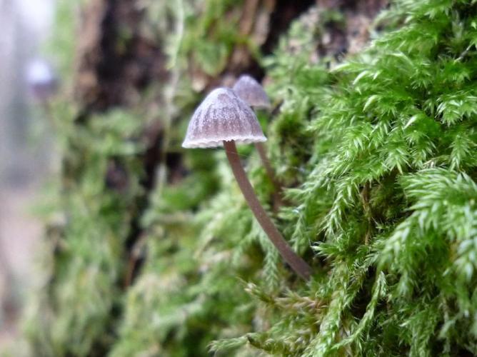 Mycena erubescens © Abbaye de la Trappe