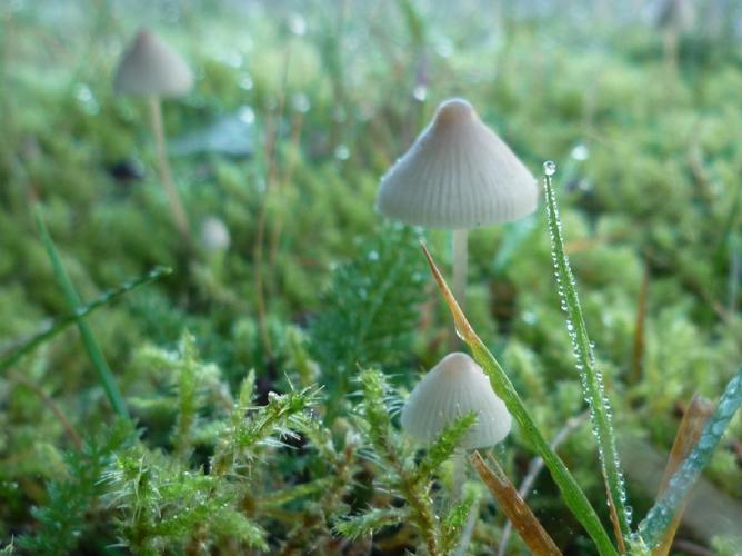 Mycena filopes © Abbaye de la Trappe