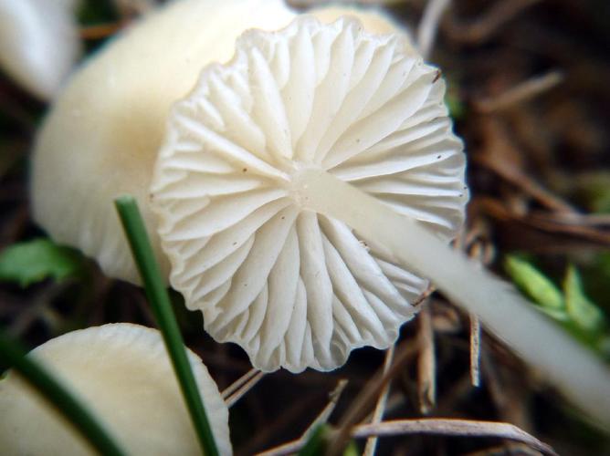 Atheniella flavoalba © Abbaye de la Trappe