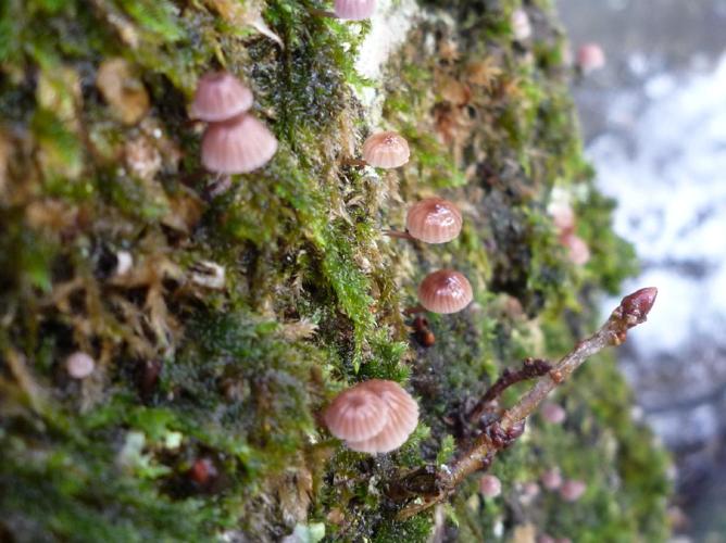 Mycena meliigena © Abbaye de la Trappe