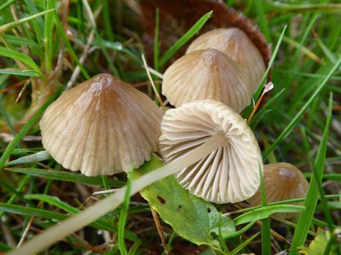 Mycena olivaceomarginata © Abbaye de la Trappe