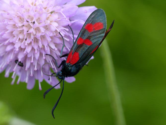 Zygène du Pied-de-Poule (Zygaena filipendulae) © Morvan Debroize