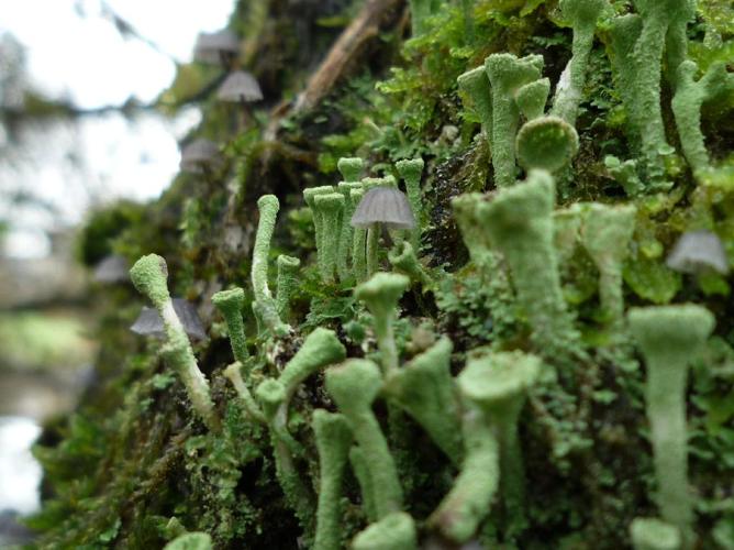 Mycena pseudocorticola © Abbaye de la Trappe