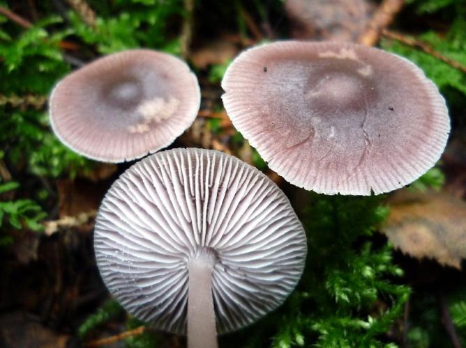 Mycène pur (Mycena pura) © Abbaye de la Trappe