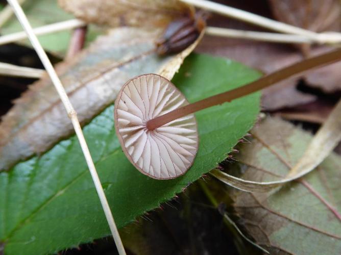 Mycène sanguinolent (Mycena sanguinolenta) © Abbaye de la Trappe