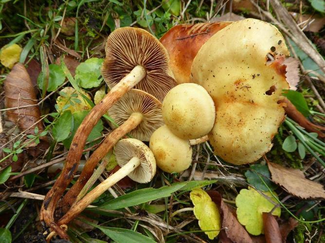 Pholiote des aulnes (Pholiota alnicola) © Abbaye de la Trappe