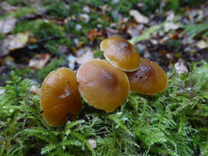 Pluteus chrysophaeus © Abbaye de la Trappe