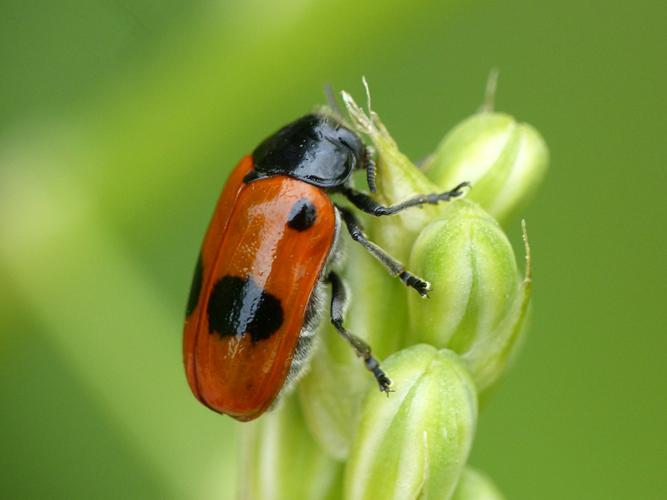 Clytre à grandes taches (Clytra laeviuscula) © Morvan Debroize