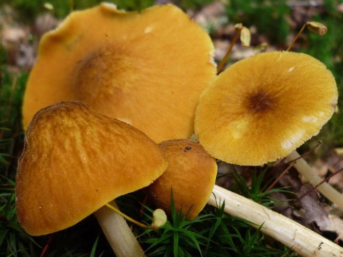 Pluté couleur de lion (Pluteus leoninus) © Abbaye de la Trappe