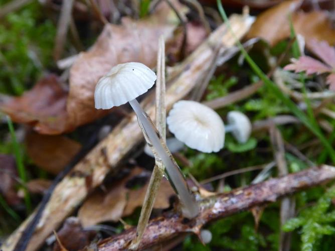 Roridomyces roridus © Abbaye de la Trappe