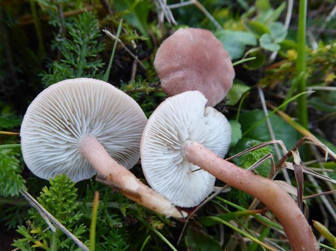 Rugosomyces carneus © Abbaye de la Trappe