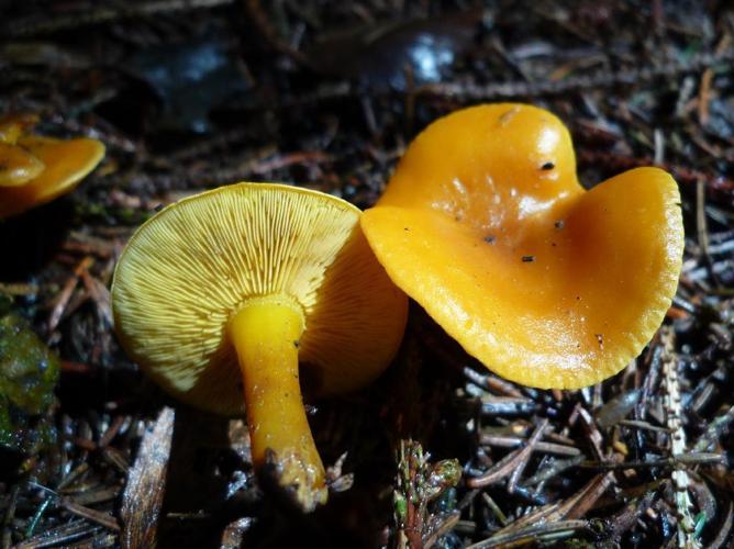 Rugosomyces pseudoflammula © Abbaye de la Trappe