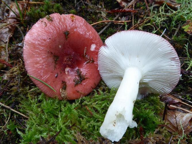 Russule aqueuse (Russula aquosa) © Abbaye de la Trappe